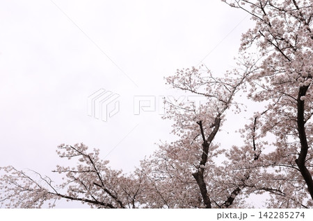 ふんわりした桜 142285274