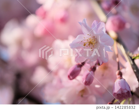 晴れた4月に美しく咲いたピンク色のサクラ「ヤエベニシダレ(八重紅枝垂)」 晴れた4月に美しく咲いたピンク色のサクラ「ヤエベニシダレ(八重紅枝垂)」 142285832