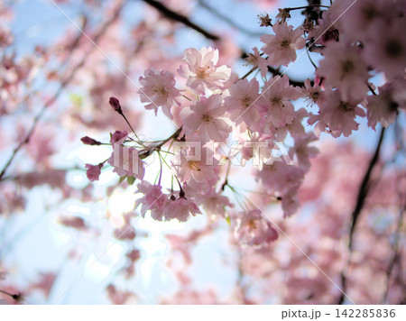 晴れた4月に美しく咲いたピンク色のサクラ「ヤエベニシダレ(八重紅枝垂)」 晴れた4月に美しく咲いたピンク色のサクラ「ヤエベニシダレ(八重紅枝垂)」 142285836