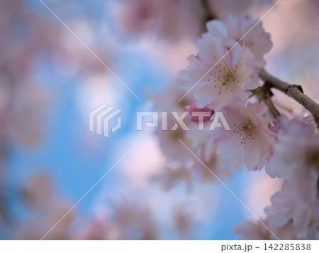 晴れた4月に美しく咲いたピンク色のサクラ「ヤエベニシダレ(八重紅枝垂)」 晴れた4月に美しく咲いたピンク色のサクラ「ヤエベニシダレ(八重紅枝垂)」 142285838