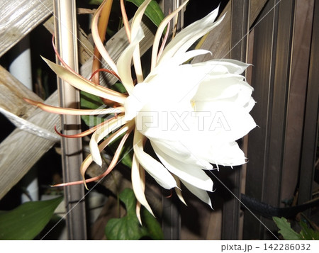 一晩しか楽しめない白い大きい月下美人の花 一晩しか楽しめない白い大きい月下美人の花 142286032