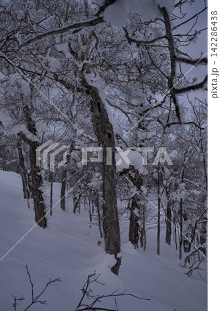 雪をかぶる木々が並ぶ急斜面 雪をかぶる木々が並ぶ急斜面 142286438