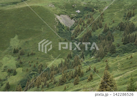 急斜面を覆う草地と点在する木 急斜面を覆う草地と点在する木 142286526