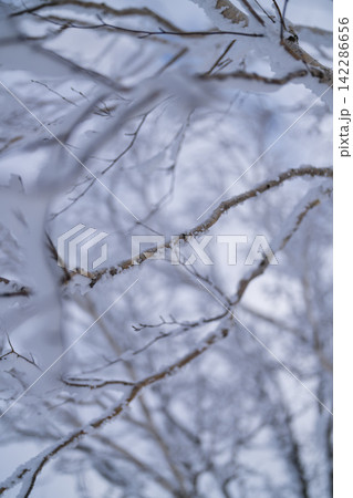 細い枝に付いた雪の結晶 細い枝に付いた雪の結晶 142286656