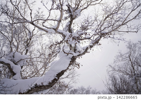 見上げた枝に積もる雪 見上げた枝に積もる雪 142286665