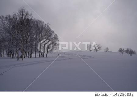 霧に霞む雪原と並木のシルエット 霧に霞む雪原と並木のシルエット 142286838