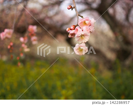 梅の花の生態写真 梅の花の生態写真 142286957