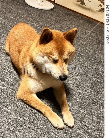 室内でくつろぐ柴犬 室内でくつろぐ柴犬 142287104