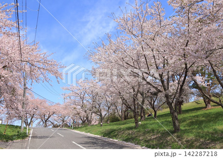 田尻・加護坊山の桜(宮城県大崎市) 田尻・加護坊山の桜(宮城県大崎市) 142287218