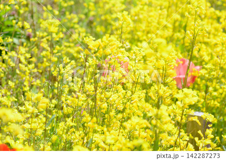 菜の花 菜の花 142287273