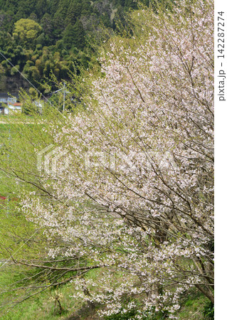 桜 142287274