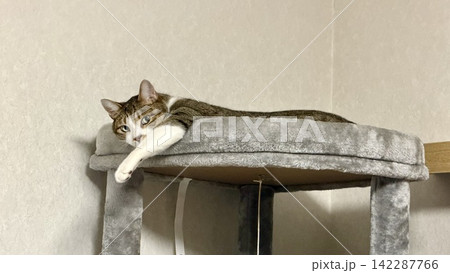 キャットタワーでくつろぐサバトラ猫 キャットタワーでくつろぐサバトラ猫 142287766