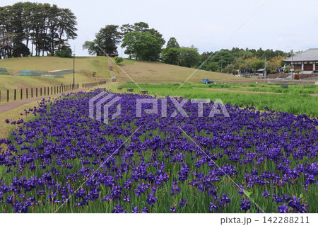 多賀城跡あやめ園の綾女の花(宮城県多賀城市) 多賀城跡あやめ園の綾女の花(宮城県多賀城市) 142288211