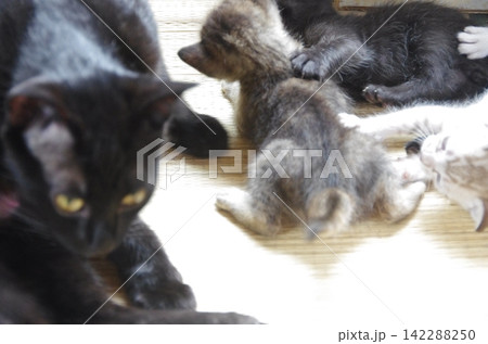 わちゃわちゃねこ わちゃわちゃねこ 142288250
