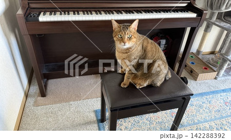 リビングのピアノの前でくつろぐ猫 リビングのピアノの前でくつろぐ猫 142288392