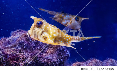 Tropical cowfish icon for educational children book and wildlife print layout Tropical cowfish icon for educational children book and wildlife print layout 142288430