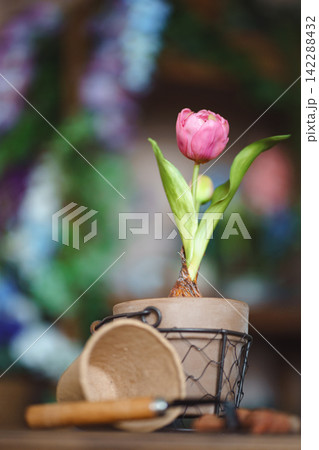 Pink tulip with bulb in clay pot with gardening tools on wooden table Pink tulip with bulb in clay pot with gardening tools on wooden table 142288432