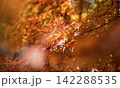もみじ 142288535