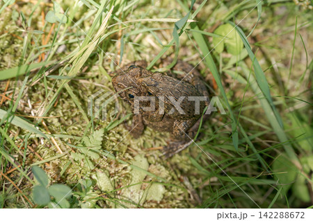 カエル 接写 マクロ 両生類 草むら 自然 野生 生き物 142288672