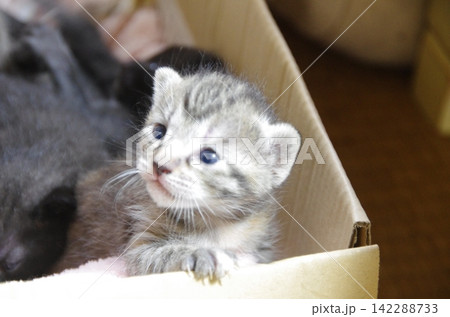 箱の中の子猫 142288733