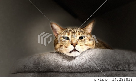 キャットタワーでくつろぐキジトラ猫 キャットタワーでくつろぐキジトラ猫 142288812