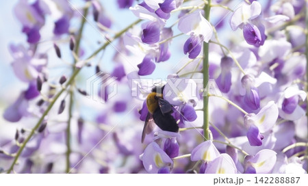 藤の花の蜜を吸うキムネクマバチ 藤の花の蜜を吸うキムネクマバチ 142288887