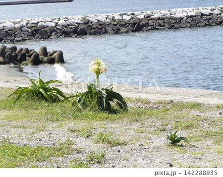検見川浜海岸に咲く白い繊細なハマユウの花 検見川浜海岸に咲く白い繊細なハマユウの花 142288935