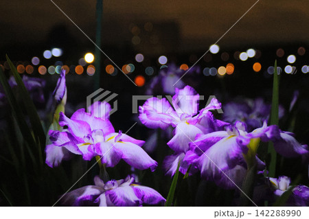 夜にライトアップされたハナショウブの花（宮城県の多賀城跡あやめ園） 142288990
