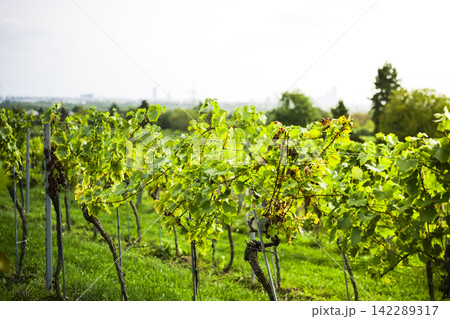 Vineyard with grapevines on trellises in Stammersdorf in Vienna illustrates authentic autumn hiking in Austrian vineyards. 142289317