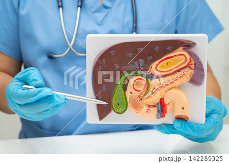 Liver with gallbladder, pancreas spleen and duodenum, Asian doctor holding human anatomy model for study diagnosis and treatment in hospital. 142289325