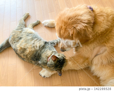 仲良しなゴールデンレトリバーと猫 仲良しなゴールデンレトリバーと猫 142289328