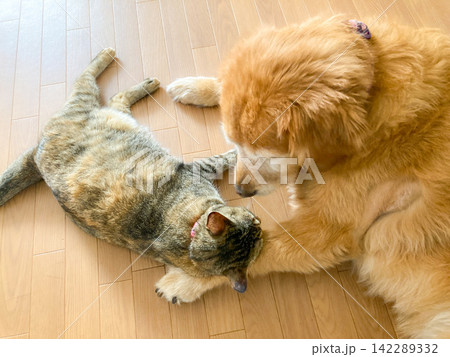 仲良しなゴールデンレトリバーと猫 仲良しなゴールデンレトリバーと猫 142289332