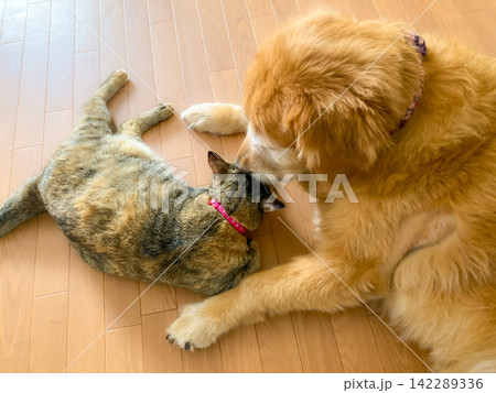 仲良しなゴールデンレトリバーと猫 仲良しなゴールデンレトリバーと猫 142289336