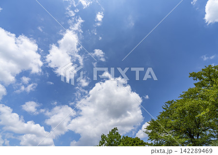 夏の青空と雲と樹木 夏の青空と雲と樹木 142289469