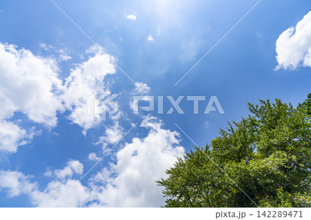 夏の青空と雲と樹木 142289471