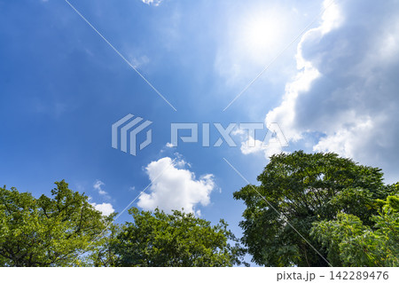 夏の青空と雲と樹木 夏の青空と雲と樹木 142289476