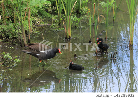 野鳥のバン親子(宮城県の多賀城跡) 野鳥のバン親子(宮城県の多賀城跡) 142289932