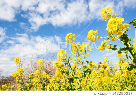 菜の花と青い空 菜の花と青い空 142290017