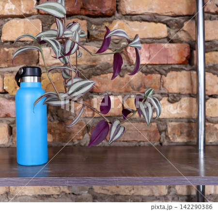 coffee plant with white vase coffee plant with white vase 142290386