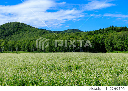夏の北海道の幌加内の蕎麦畑と青い空と緑の山 夏の北海道の幌加内の蕎麦畑と青い空と緑の山 142290503