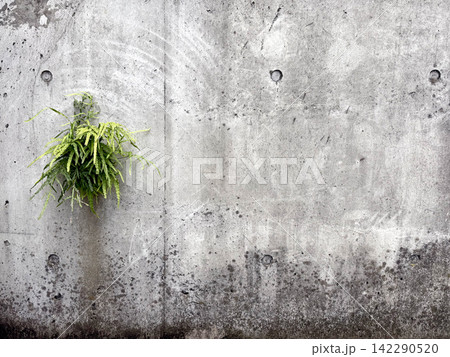 コンクリート壁と緑の植物が配置された無機質なテクスチャ背景 コンクリート壁と緑の植物が配置された無機質なテクスチャ背景 142290520