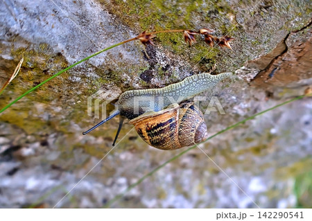 Garden Snail on Mossy Rock. Garden Snail on Mossy Rock. 142290541