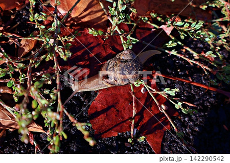 Garden Snail on Leaf Litter. 142290542