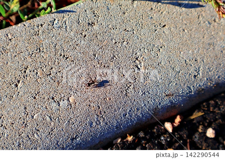 Ant on Concrete. Ant on Concrete. 142290544
