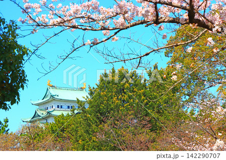 愛知県名古屋市、満開の桜と名古屋城の風景 142290707
