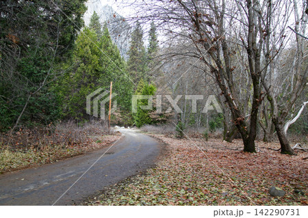 Winding Forest Path with Bare Trees and Mountain Cliffs in Yosemite National Park Winding Forest Path with Bare Trees and Mountain Cliffs in Yosemite National Park 142290731