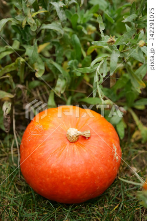 Bright orange pumpkin resting on green grass symbolizing agriculture harvest and seasonal abundance. 142291075