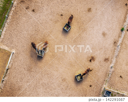 Top-down drone view shows four horses feeding from metal hay boxes inside sandy paddock enclosed by electric fencing. Textured ground, hoof marks and sparse manure create rural equestrian pattern 142291087