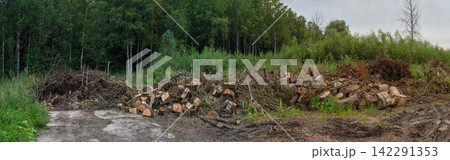 Wide panorama of a large pile of cut tree logs and branches in the forest 142291353