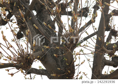 Budding Branches on Pollarded Tree in Early Spring 142291936